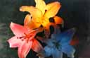 flower3.jpg (12120 bytes)