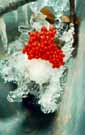 red1.jpg (16656 bytes)