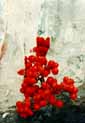 red2.jpg (14901 bytes)
