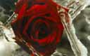 rose1.jpg (13163 bytes)