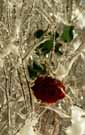 rose3.jpg (18649 bytes)
