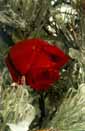 rose4.jpg (16635 bytes)