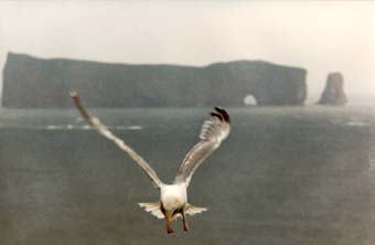 gaspe_t.jpg (11564 bytes)