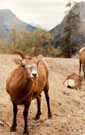 Goat.jpg (12539 bytes)