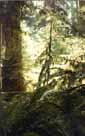Rain Forest1.jpg (14981 bytes)