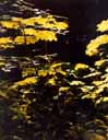 Rain Forest 2.jpg (14757 bytes)