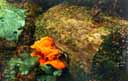 rainfor3.jpg (15253 bytes)
