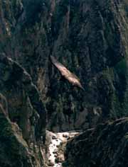 condor_t.jpg (13391 bytes)