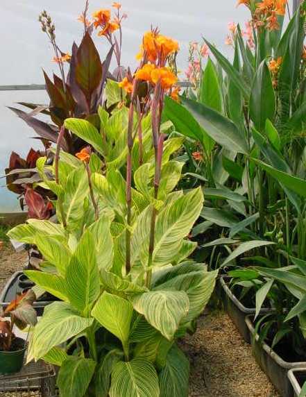 Water Cannas