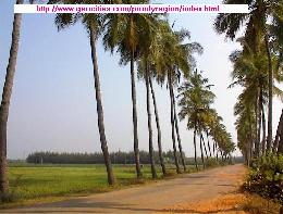 PADDY FIELD.Click for a bigger view