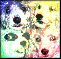 foto Murphy 3