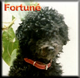 Fortun�