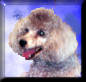 murphy3
