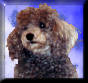 murphy4