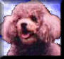 murphy2