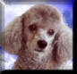 murphy1