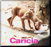 Car�cia