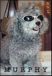 foto Murphy 6