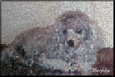 foto Murphy 1