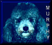 Murphy