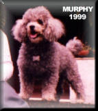Murphy 1999