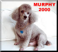 Murphy 2000