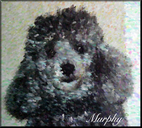 foto Murphy 2