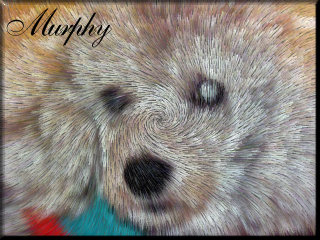 foto Murphy 5