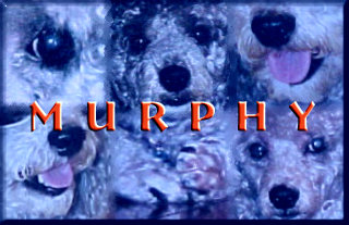 foto Murphy 4