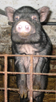 Das H�ngebauchschweinchen Rudi