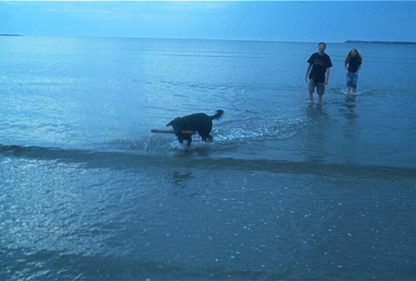 Back at Shallow bay, playing a late game of fetch in the water.
