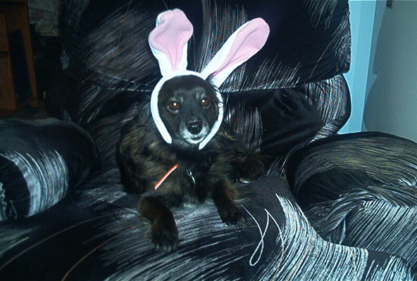 LOOK! its the Easter Half-Beagle Charlie Brown.&nbsp; Sure the ears are a bit slanted, but the doesn't like the ears as much as her antlers (will upload that one soon)