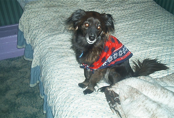 Poochie wearing her scarf (her eighth birthday gift)