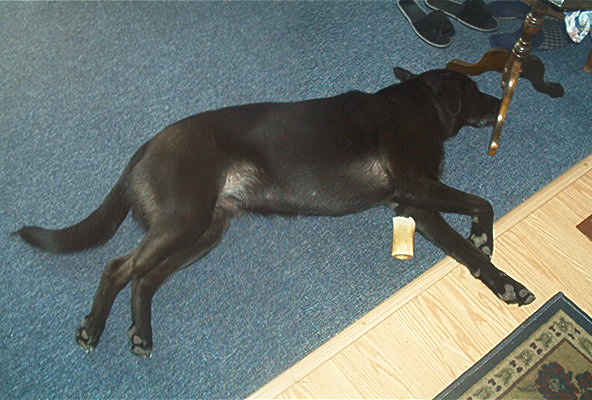 finally (unless I get back up to Cow Head next week like I plan) This is Jake after playing fetch.&nbsp; Surprisingly enough though he only slept for about an hour or so, when we went to bed, he wanted to stay up, and kept barking for a large part of the night