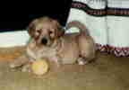 Trixie