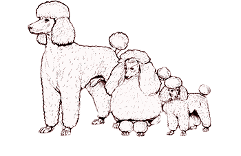 From left to right - Standard, Miniature & Toy Poodle