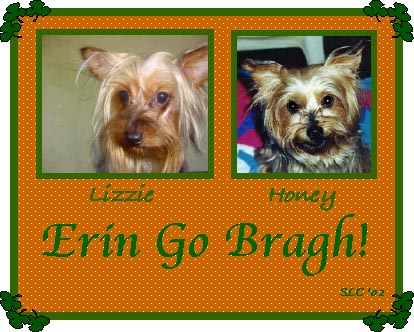 Silky Terriers Liz and Honey  Irish Picture