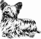 Black & White Silky Drawing