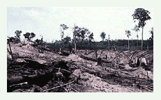 burned forest
