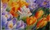 Crocus