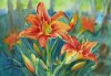 Daylilies