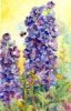 Delphinium