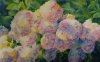 Hydrangeas