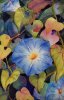 Morning Glories II