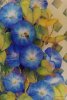 Morning Glories IV