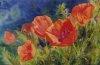 Poppies