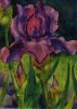 Purple Iris