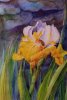 Yellow Iris
