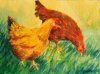 Two Hens