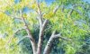 Holcomb Birch